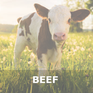 Beef Rubs