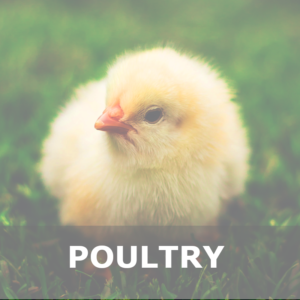 Poultry Rubs